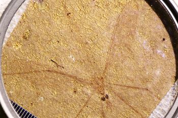 Media type: image;   Entomology PALE-1155